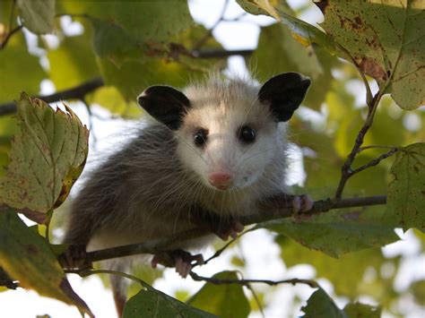 Opossum Facts The Misunderstood And Helpful Opossum