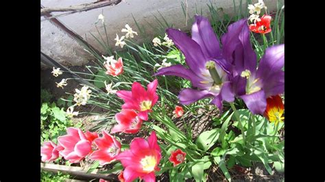 The lady was really nice and she had beautiful flowers on her door step. Beautiful Flowers - slideshow of pretty flower pictures ...
