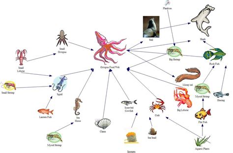 Food Chain In The Ocean Biome