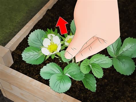 How To Plant Bare Root Strawberries 12 Steps With Pictures