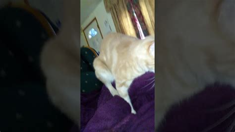 Cat Humps Blanket Youtube