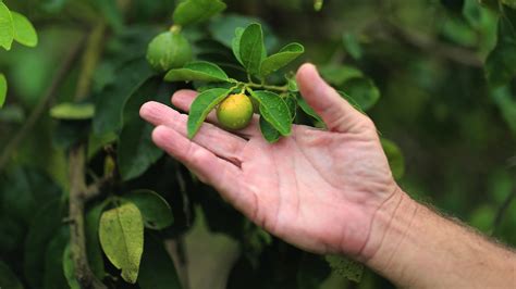 After A Sour Decade Florida Citrus May Be Near A Comeback The Salt Npr