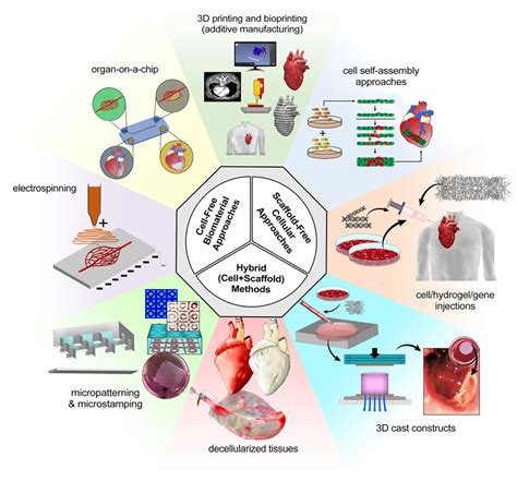 Schematic Summary Of Cardiovascular Tissue Engineering Paradigms Inner