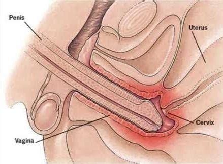 View Of Penis Inside Vagina Top Porn Images Comments