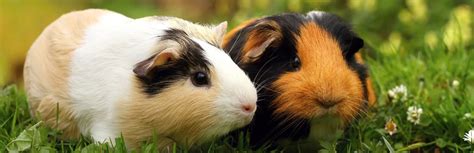 Hamster Vs Guinea Pig Which Pet Is The Right Choice For Me