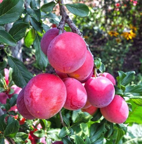 Fruit Trees Home Gardening Apple Cherry Pear Plum Buy Fruit Tree