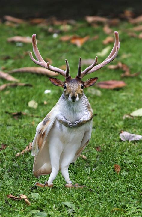76 Best Hybrids Images On Pinterest Animals Funny Animals And