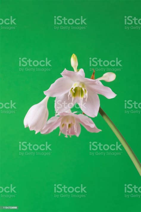 White Flowers Of Homegrown Eucharis Amazonica On Light Green Background