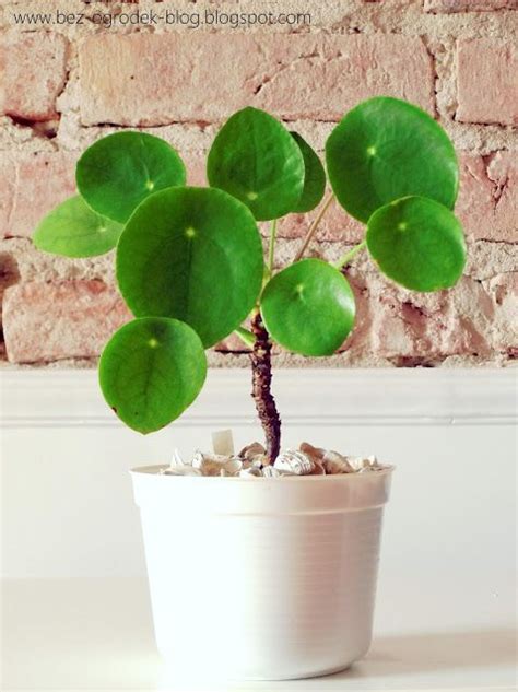 See full list on en.wikipedia.org Pilea peperomioides - Alchetron, The Free Social Encyclopedia