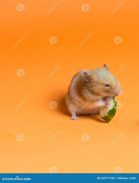 Syrian Hamster Eating Cucumber Stock Photo Image Of Orange Tail