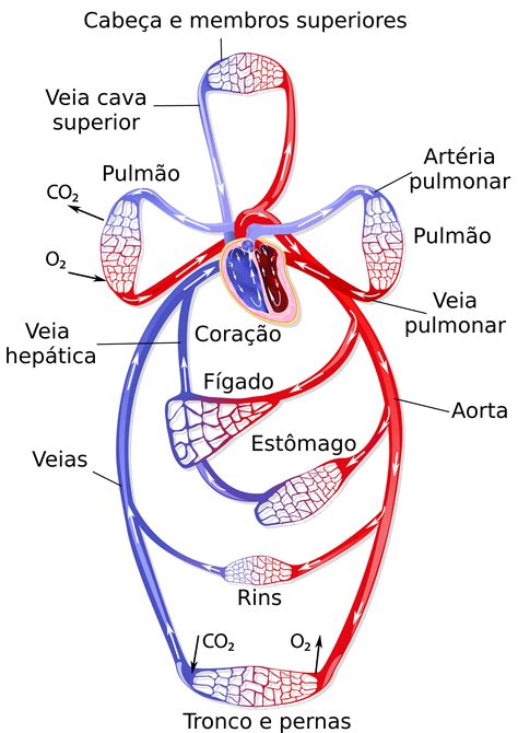 Sistema Circulatório Humano Biologia Infoescola