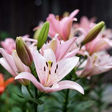 Lily flowers dangerous to cats. Lily poisoning in cats - PDSA