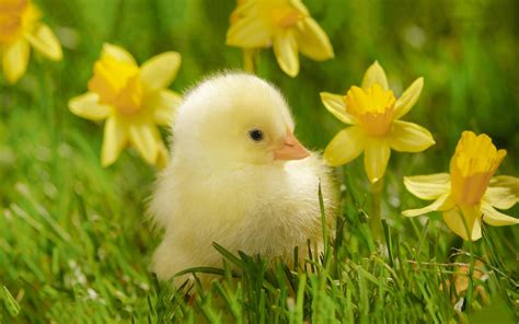 Cute Chick Photography Wallpapers On Inspirationde