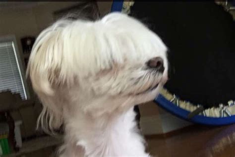 So, to showcase some of the best ones, we've created a pretty hilarious list, that is sure to have you laughing! Here's 17 Dogs With Bad Haircuts And The 17 Things They ...