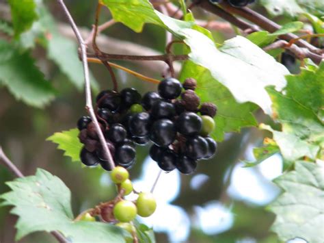 North and central florida provide a better atmosphere for. Around the Bend Nature Tours: Go and Discover! | Blog The ...
