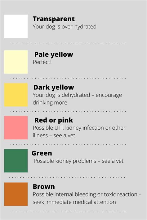 What Is A Normal Pee Color For Dogs — Dog Urine Color Chart