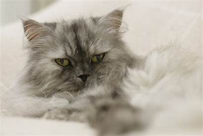 Persian Cat Cats Shed Energy Low Chinchilla