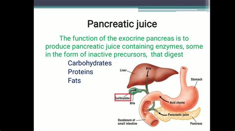 Exocrine Function Of Pancreas Ppt Youtube