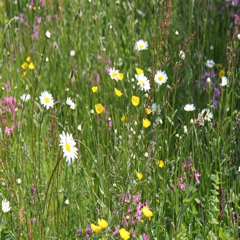 Professional Clay Soils Grass And Wildflower Seed Mix Our Wildflower