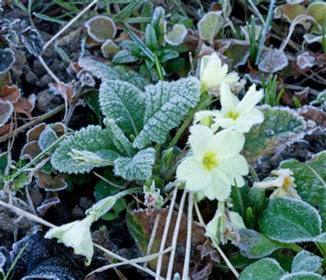 Initially the soil either in the ground or pots has to be tilled and then dry cow dung should be added to the soil which will supply. Winter Blooming Plants. Winter Flowers for Australia.