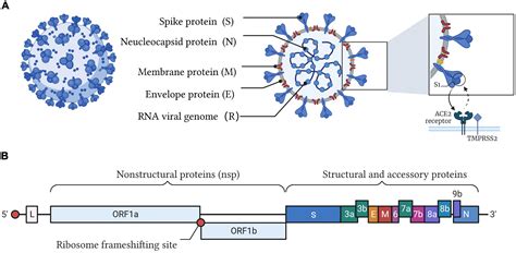 Frontiers Nucleic Acid Testing Of SARS CoV 2 A Review Of Current