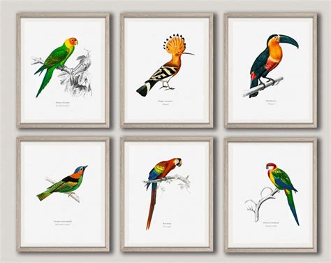 Bird Prints Set Of 6 Bird Illustration Prints Bird Posters Etsy