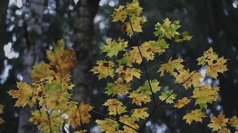 7art Autumn Leaves Screensaver Put A Natural Landscape
