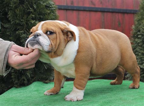 Unsportsmanlike dog breeds life span: Kishi - Miniature English Bulldog Puppy for sale | Euro Puppy