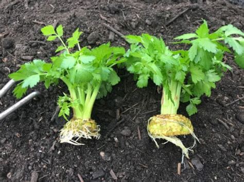How To Regrow Celery From Ends In The Fridge