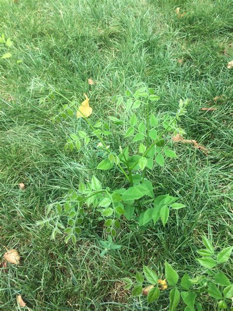 Can Someone Identify This Backyard Weed Which Grows To Be Really Tall