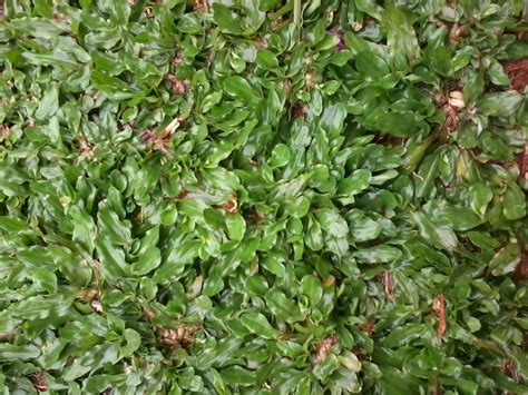 Harga murah, berbagai jenis rumput hias terbaru dan terlengkap di toko tanaman hias terbaik. jual Rumput Gajah mini, Rumput Jepang (Rumput peking ...
