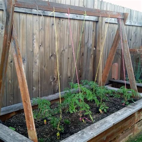 The Easiest Ways To Grow A Bumper Crop Of Tomatoes Tomato Garden