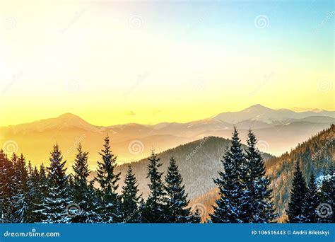 Beautiful Winter Panorama Landscape With Spruce Pine Trees Blu Stock