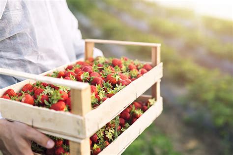 Meaning of picking in english. Go Strawberry Picking At A Local Farm - Planning Your ...