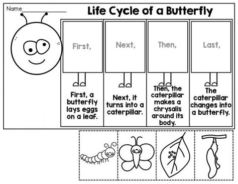 Life Cycle Of Butterfly Interactive Worksheet