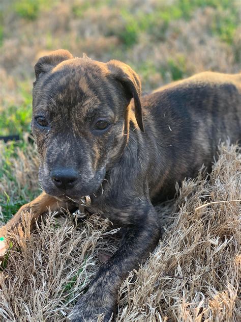 Our new shelter brindle puppy. : pitbulls