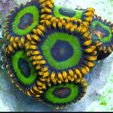 Zoanthid Corals Offer So Much Color To Your Reef Tank Saltwater Fish