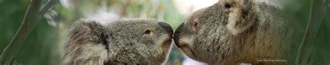 Home Australian Koala Foundation