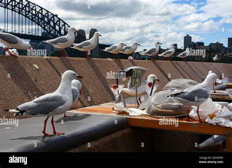 Seagull Stealing Food Australia Hi Res Stock Photography And Images Alamy