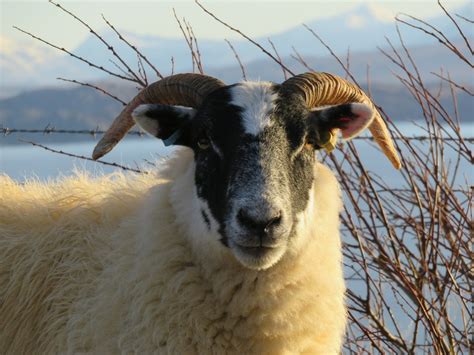 Free Photo Sheep Scotland Isle Of Skye Horn Free Image On Pixabay