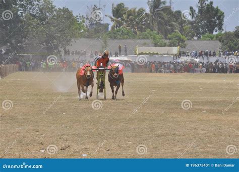 Karapan Sapi Is A Traditional Bull Racing Festival On The Indonesian