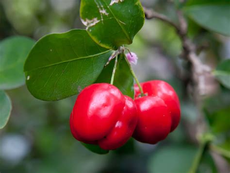 Barbados Cherry Description Fruit Distribution Britannica