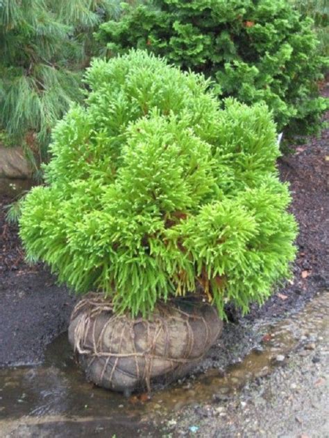Deer Resistant Weeping Evergreen Shrubs Maybe You Would Like To Learn