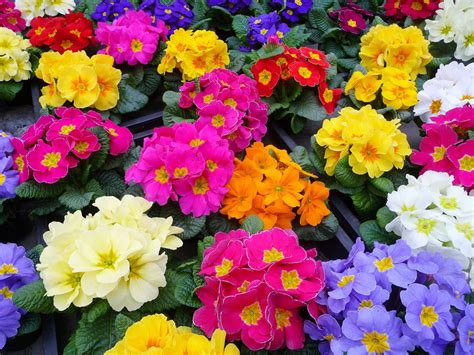 Primulas And Primroses All About Beautiful Spring Flowers Dengarden