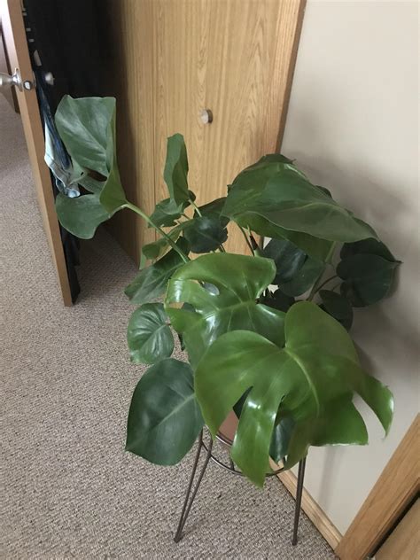 Probably just an adjustment to their new environment. Anyone know what's up with this guy? Leaves are curling ...