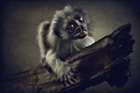 Website dedicated to exotic dogs for every dog lover out there, this site is a must see, with. 50 Most Beautiful Exotic Animals From the Tropics - Wow ...