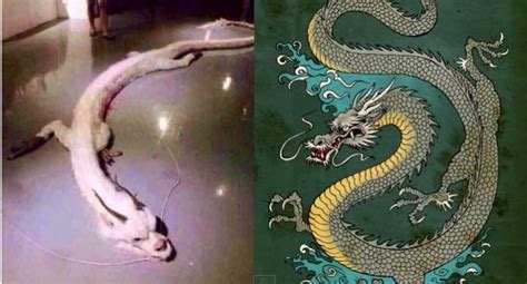Real Mythical Dragon Captured By Chinese Unexplained Mysteries