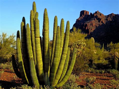 Desert Cactus Wallpapers Top Free Desert Cactus Backgrounds