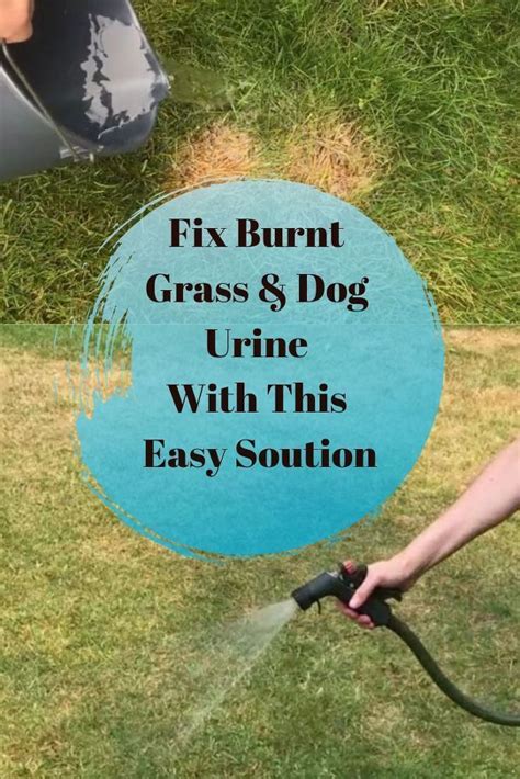 Easy Way To Fix Burnt Grass And Dog Urine Spots Dog Urine No Grass