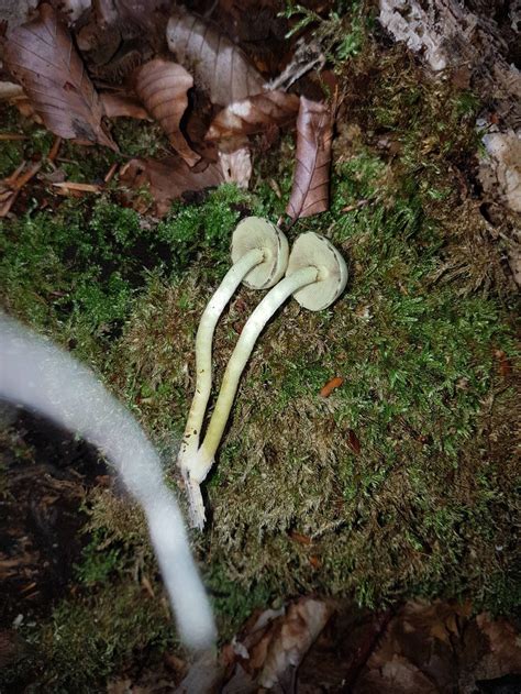 Need Help Identifying These Mushrooms I Found Mushroom Hunting And